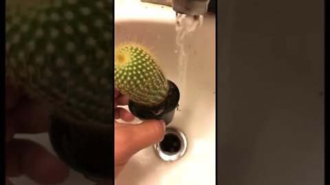 Watering my cactus 🌵