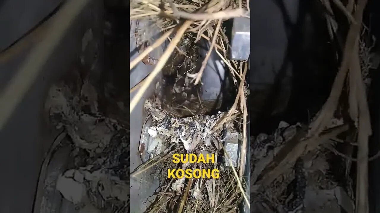 sarang burung termahal di indonesia,#short
