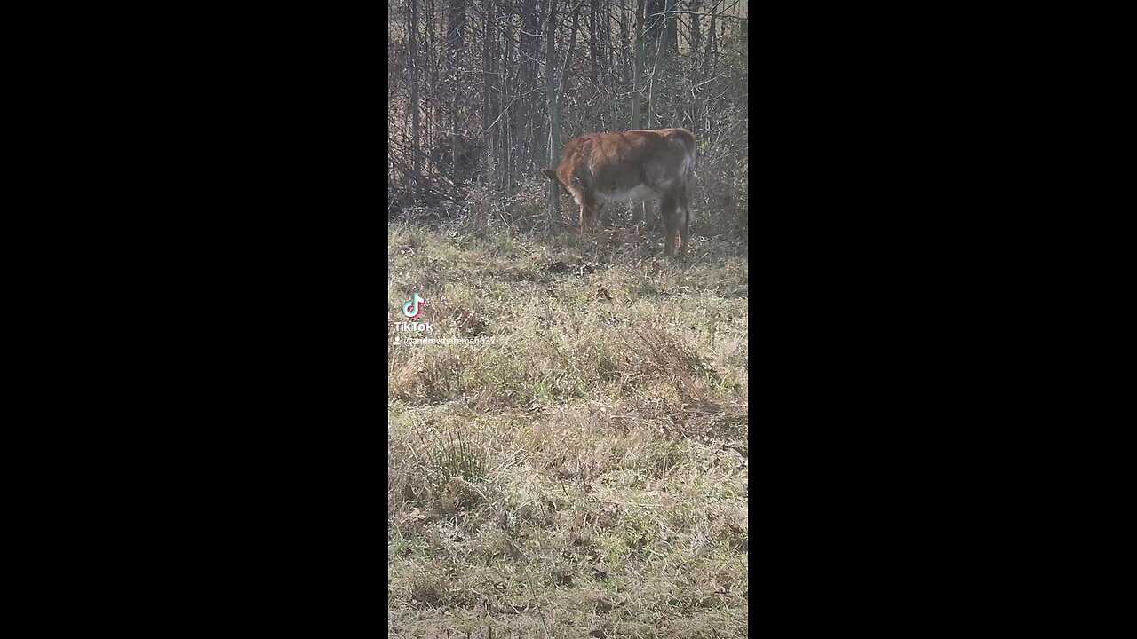 Heifer had an itch that needed to be scratched.