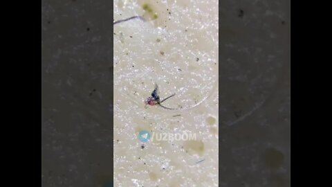 looking at the sausage through a microscope / I advise you not to use such products at all