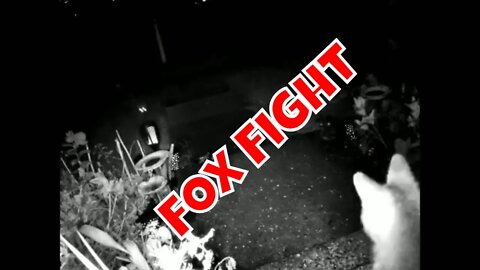 The Red Fox Hates The Gray Fox 🌲