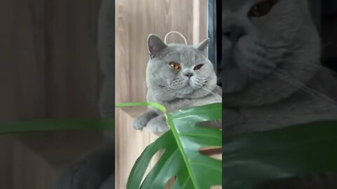 Cat Lovers Funny #3