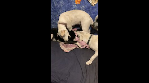 Dogs play