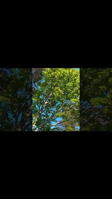 Maple Trees before leaves fall 🍂🍃