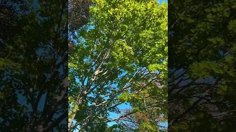 Maple Trees before leaves fall 🍂🍃