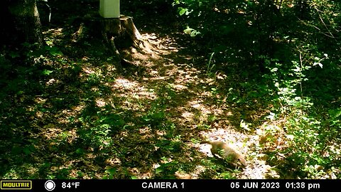 Groundhog?