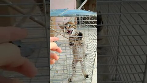 BABY CAT IN PRISON