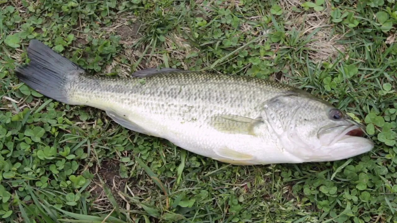 Fish caught laying on grass before thrown to water