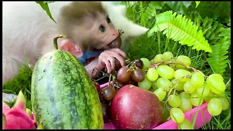 Baby monkey Bon Bon and puppy harvest fruit in the farm