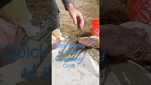 Quick & Easy to Clean a Dungeness Crab!