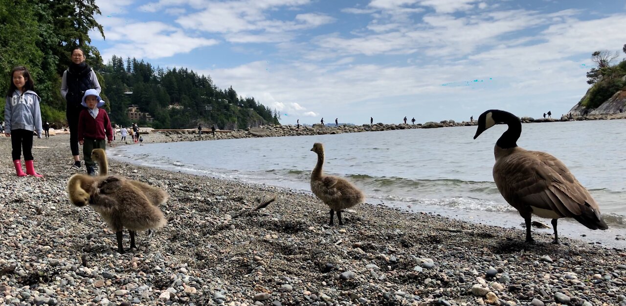 Geese parents escort their babies to the beach in 4k