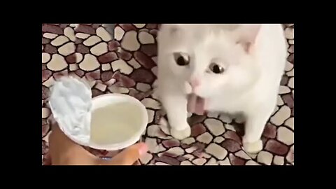 Best Funny Animal Videos 2024