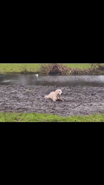 Golden Retriever enjoys messy adventures in the mud
