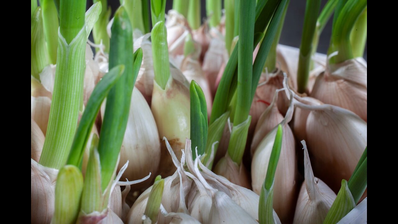 Growing garlic in a plastic cup! #gardening #diy #hydrophonics