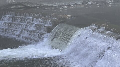 Salmon run Humber River 2022 edition 6