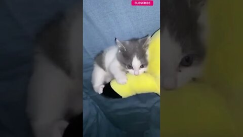cute cat videos 😹 funny videos 😂🤩