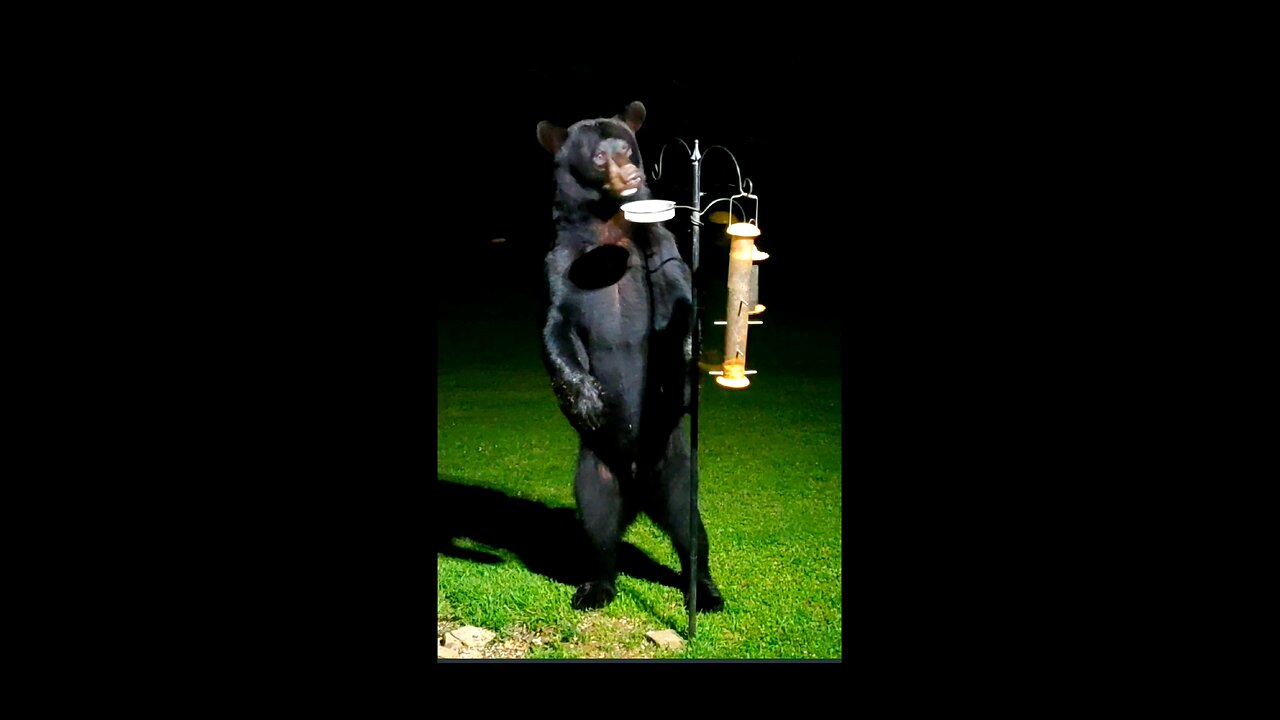 Black Bear Raids Birdfeeder