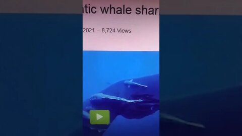 vídeos shorts do kawai #shorts