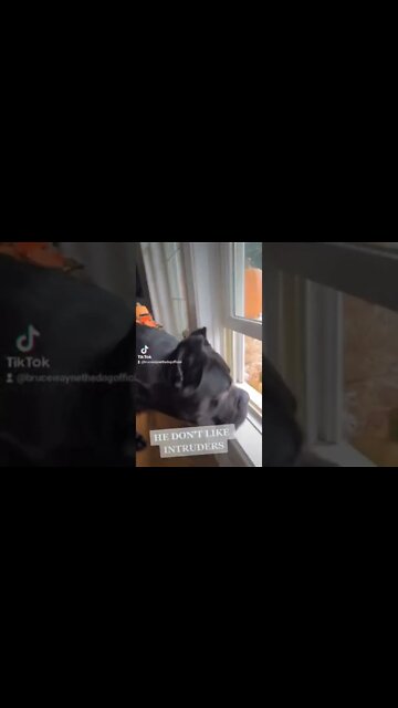 ANGRY Cane Corso HATES Intruders #shorts #pets #canecorsotraining
