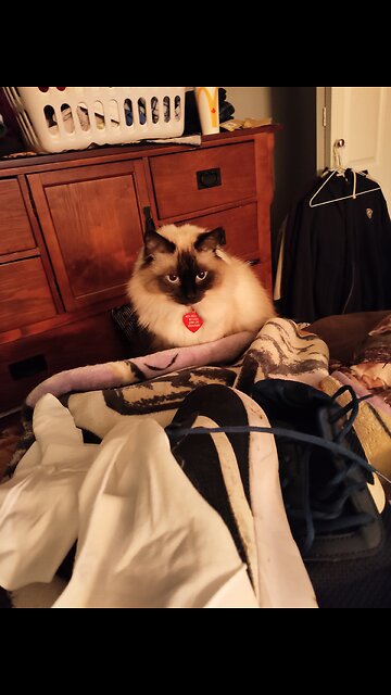 CHECK OUT RUFF AKA PUFF IN DESCRIPTION ☺️