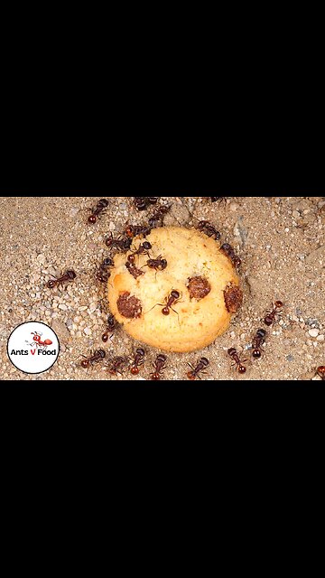 Ant Colony vs Chocolate Chip Cookie Time-Lapse #short