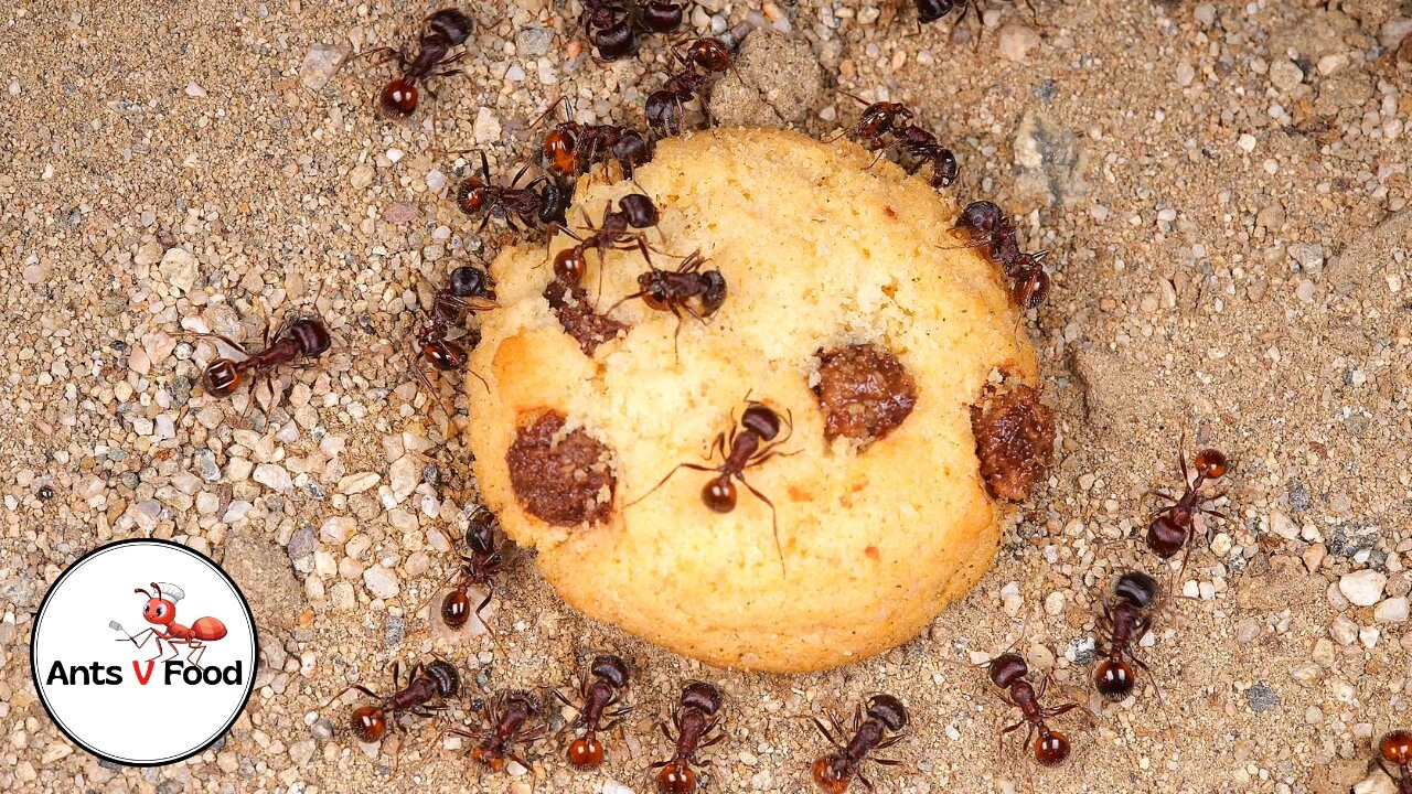 Ant Colony vs Chocolate Chip Cookie Time-Lapse #short