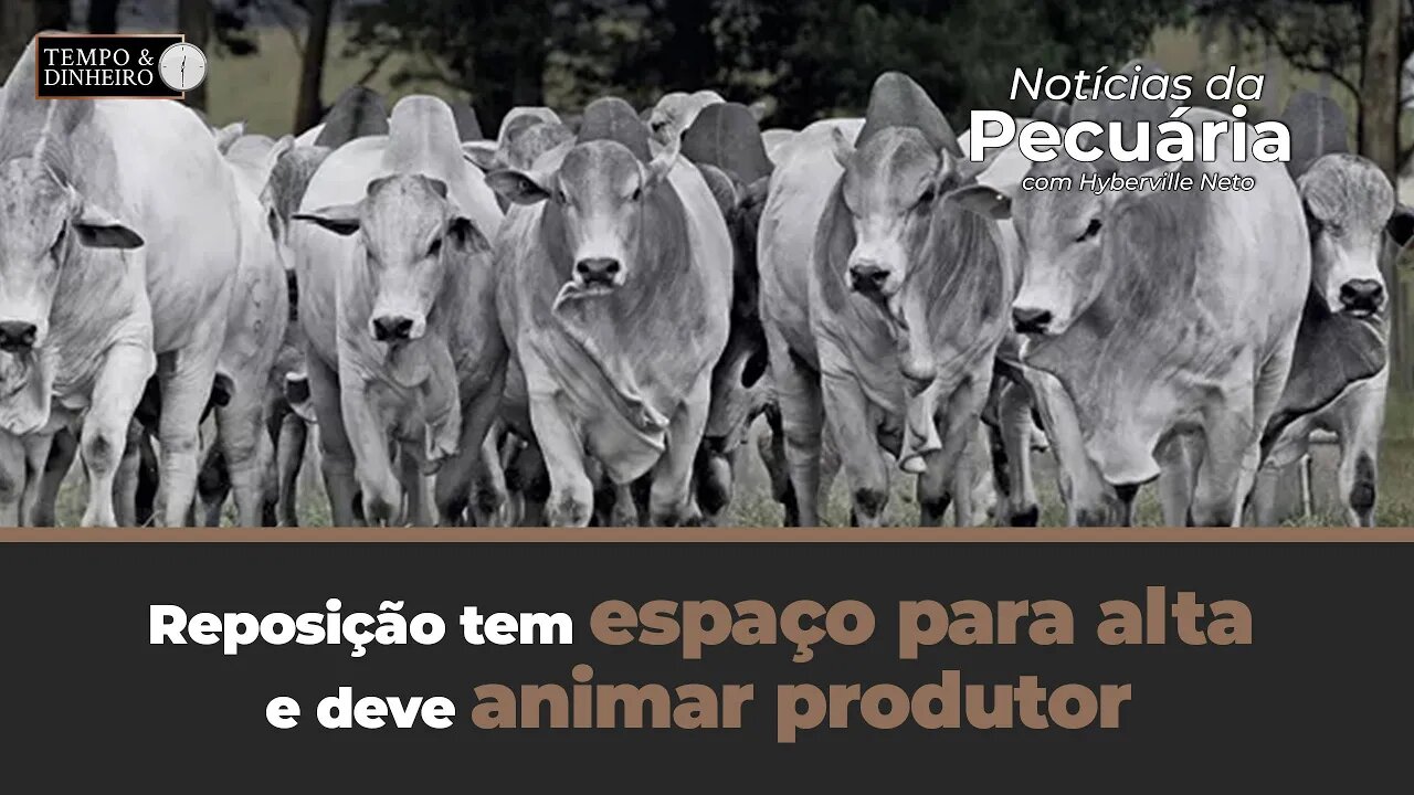 Reposição tem espaço para alta e deve animar produtor se o preço da arroba seguir firme