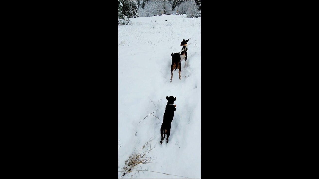 Hound Dogs Race