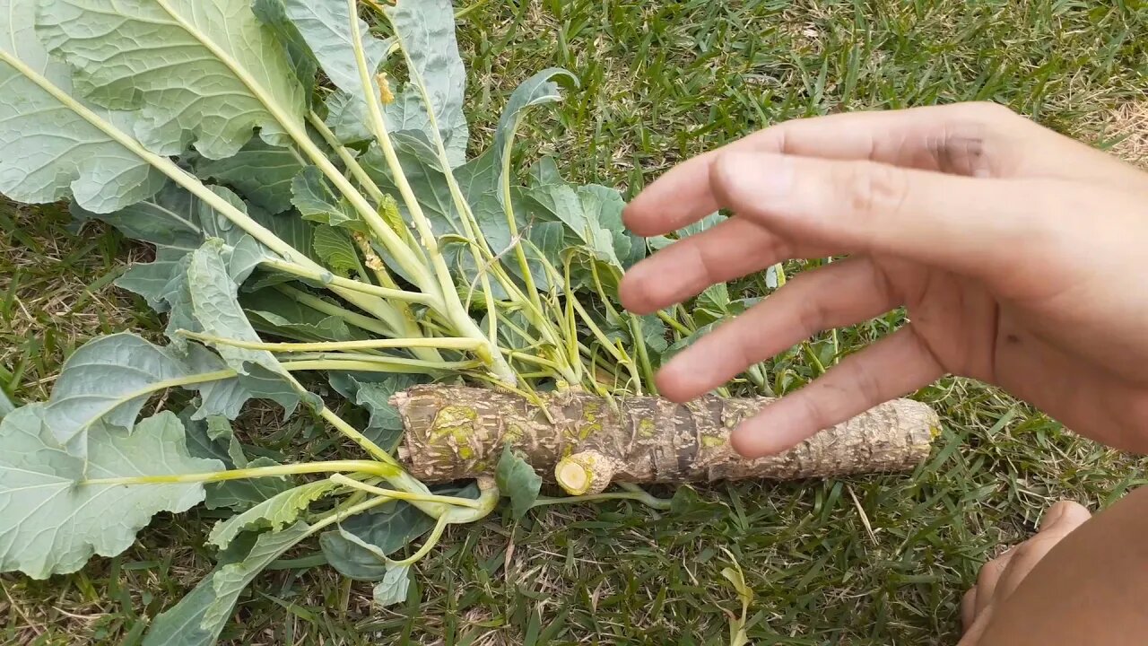 🌱 Aproveitando o Caule da Couve Não Jogue o Caule da Sua Couve Fora Pois é um Excelente Nutriente