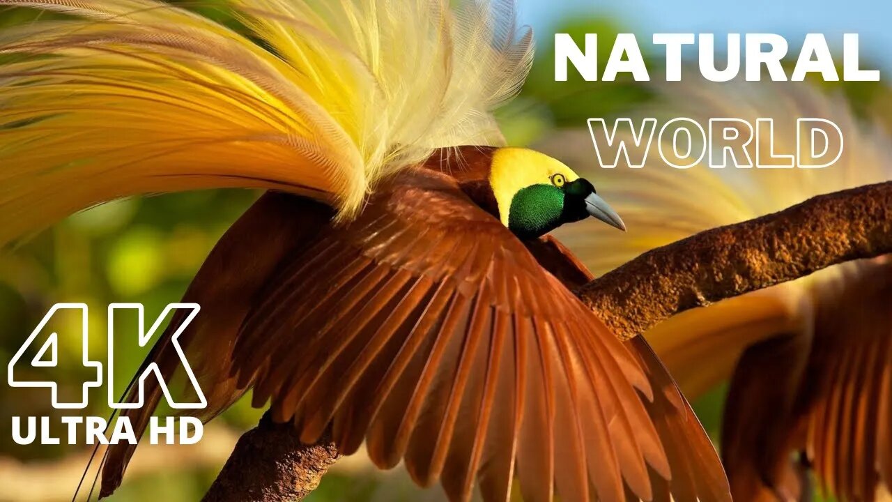 Animals & Wildlife 4K ULTRA HD 🐦Beautiful Nature With Beautiful Music, Relaxing Music #naturalworld