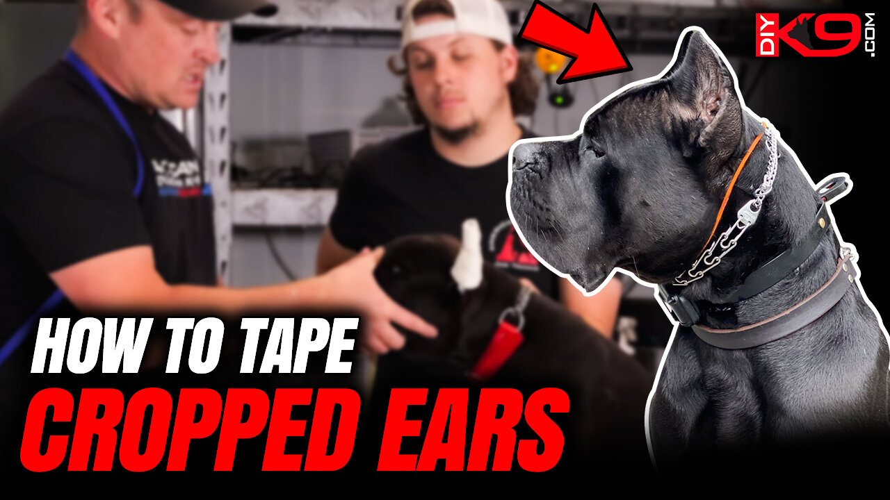 Best Way to Tape Cropped Ears (ALL BREEDS)