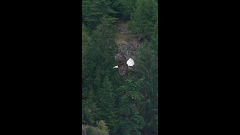 EAGLE catching a fish