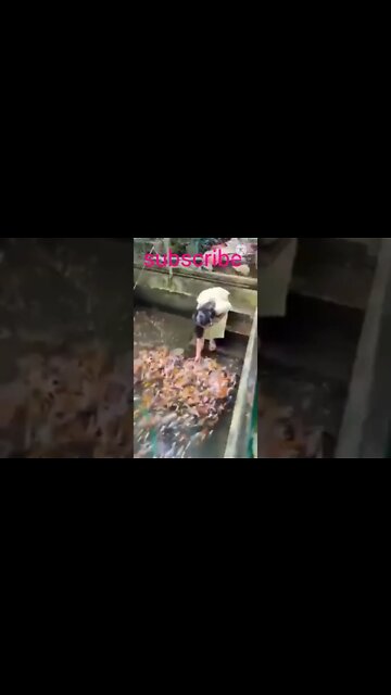 beautiful place #shorts #beaufullfish #beauifullplace #beautiofnature #beaut @NABAJYOTIDAS1