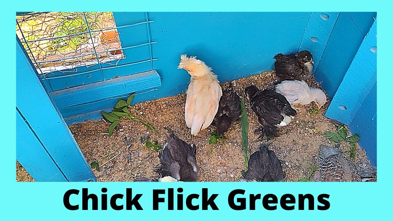 Chick Flick Polish, Cochin & Silkie Chicks Greens