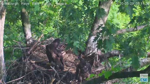 Hays Eagles H11 flys to branch 2020 05 29 811am