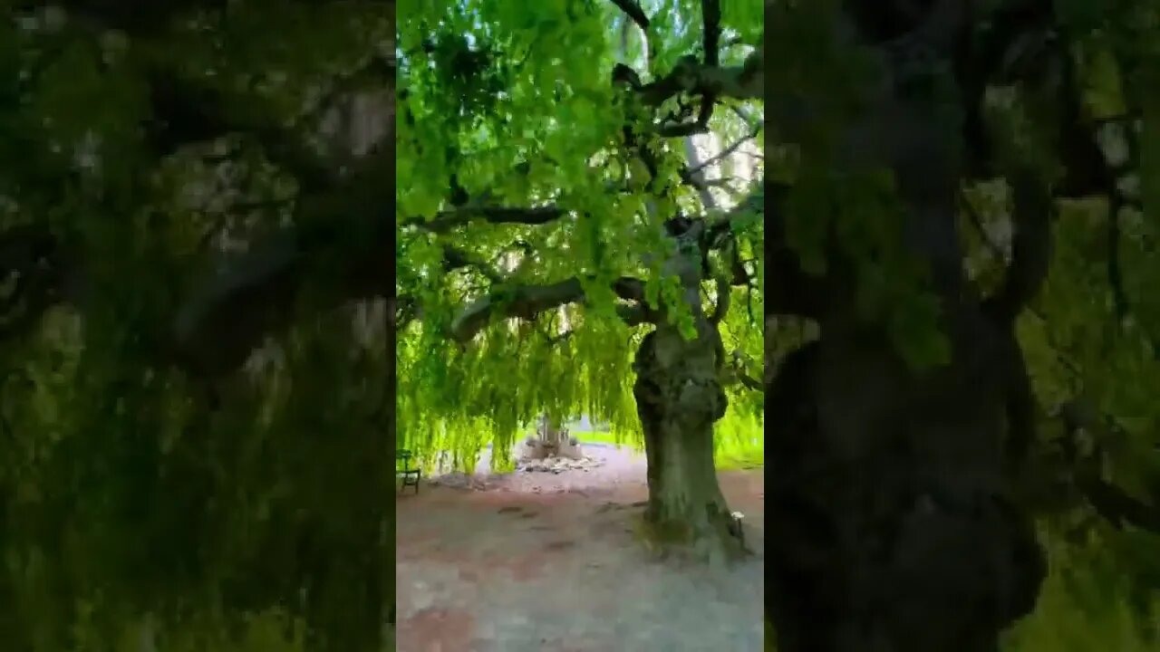 Weeping Willow tree