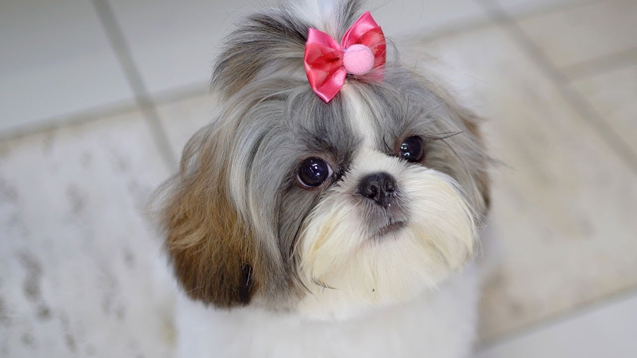 5-month-old baby shih tzu cut hair for the first time! ✂️❤️🐶