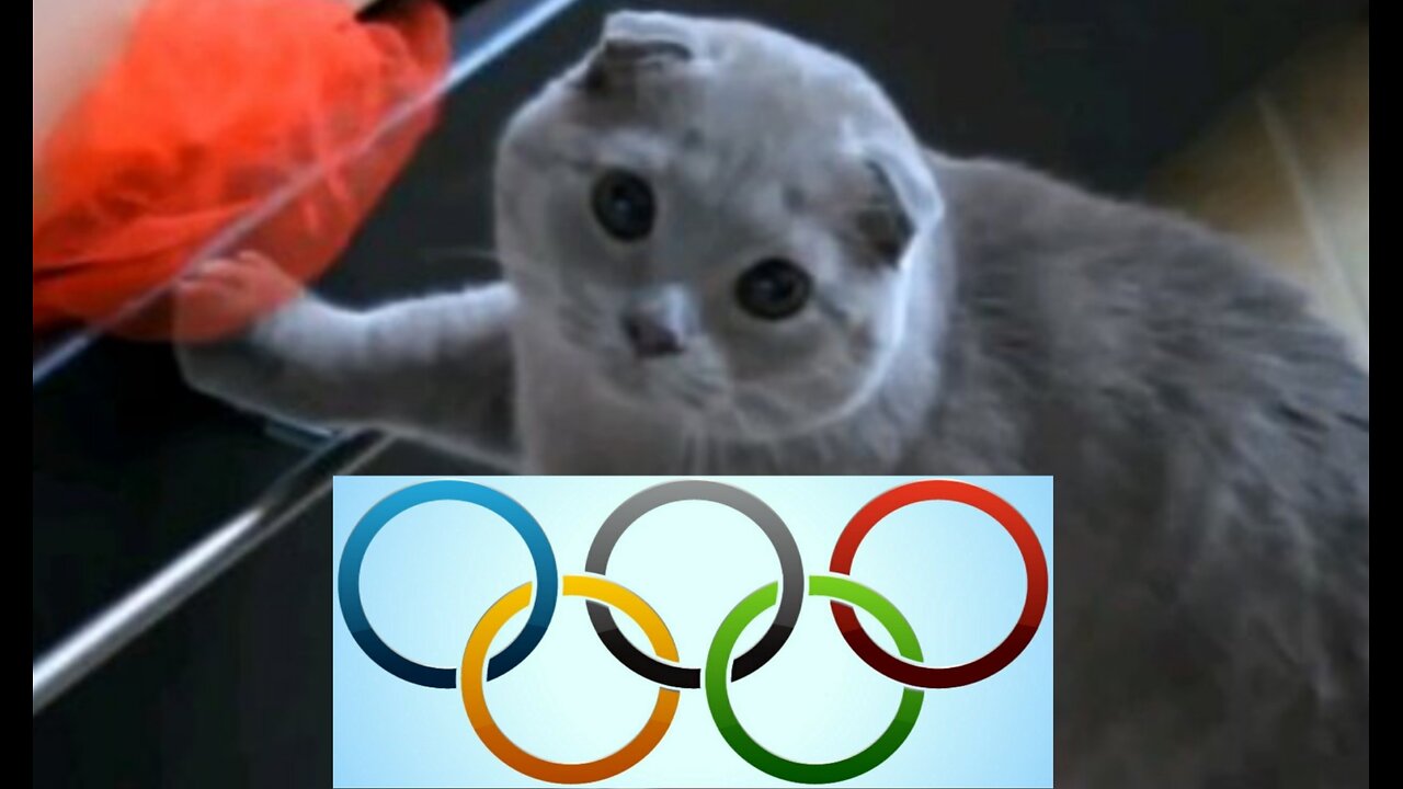 5m of 0lympic 2024 cats, then more serious LOLs