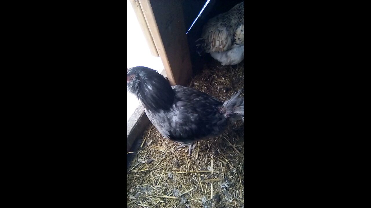 injured Hen