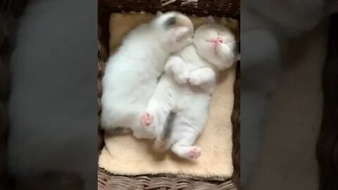 cute cat videos 😹 funny videos 😂 1094 😻 #shorts