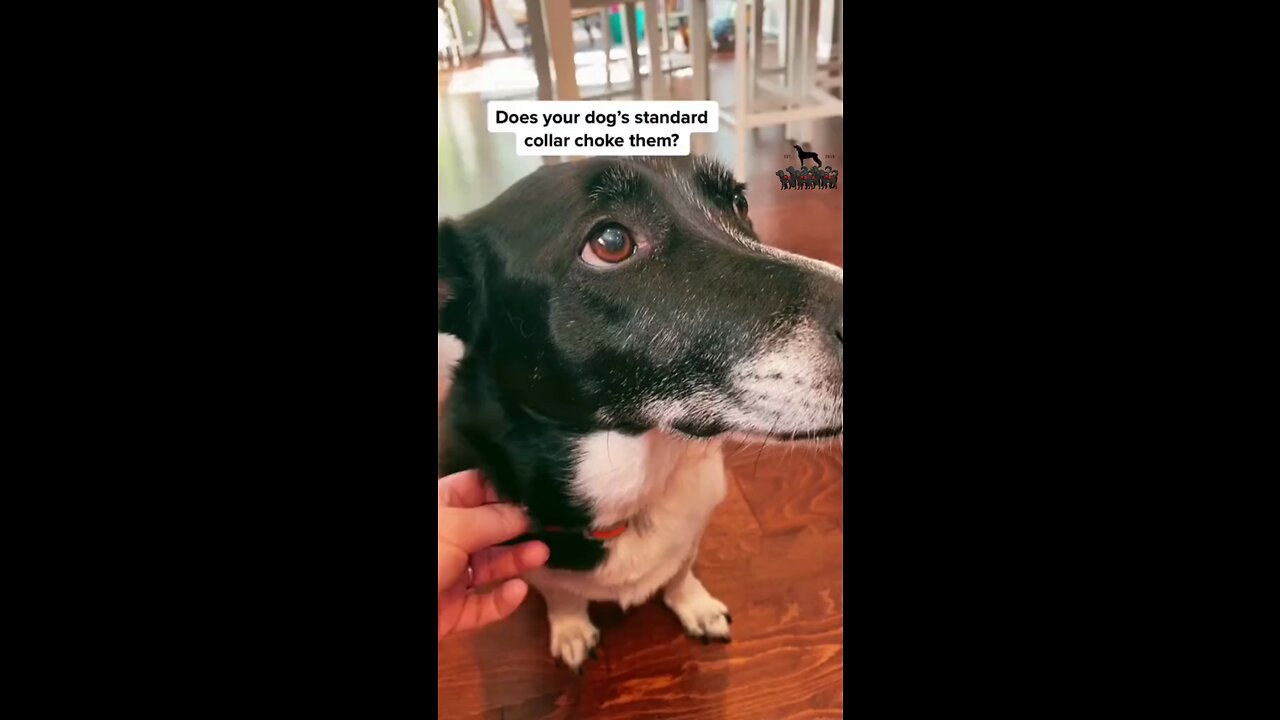 Never Let Your Dog Walk You