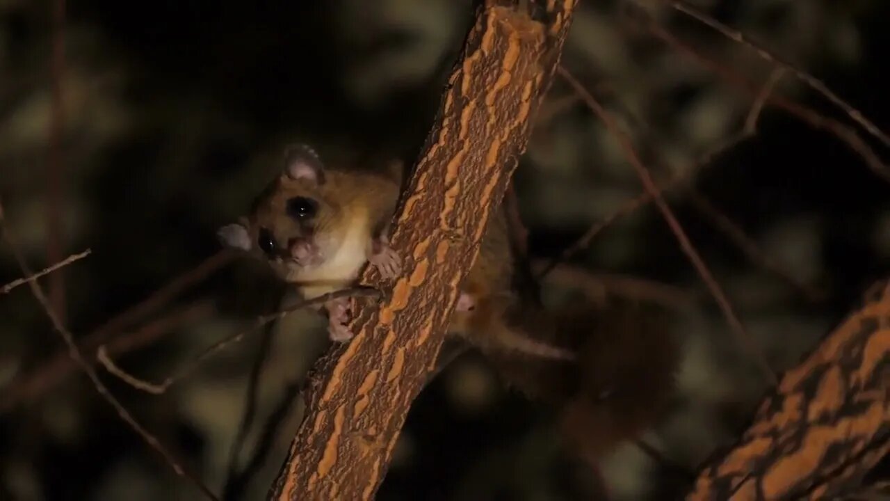 Edible dormouse on a branch defecating night time glis glis wild life animal France