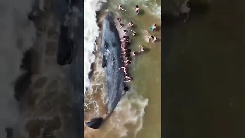أنقاذ حوت جنح على الشاطئ 🐳