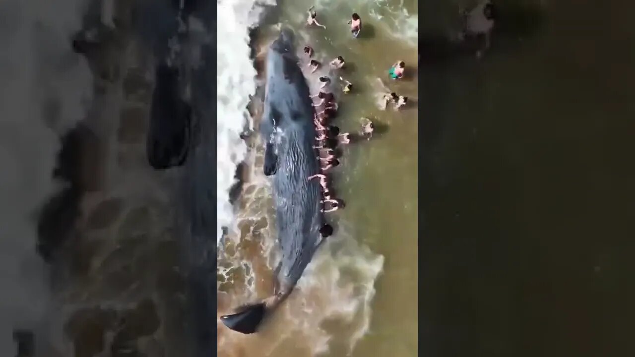 أنقاذ حوت جنح على الشاطئ 🐳