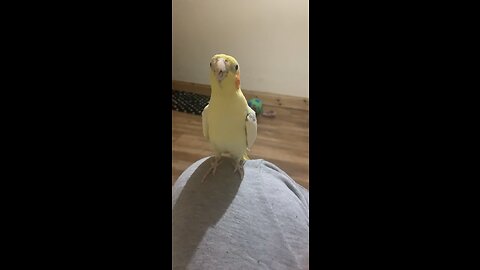 Talented sunny singing 🦜