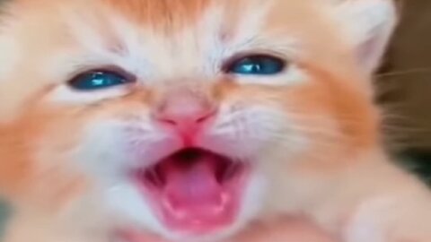 Cute cat crying. Kittens baby. 1