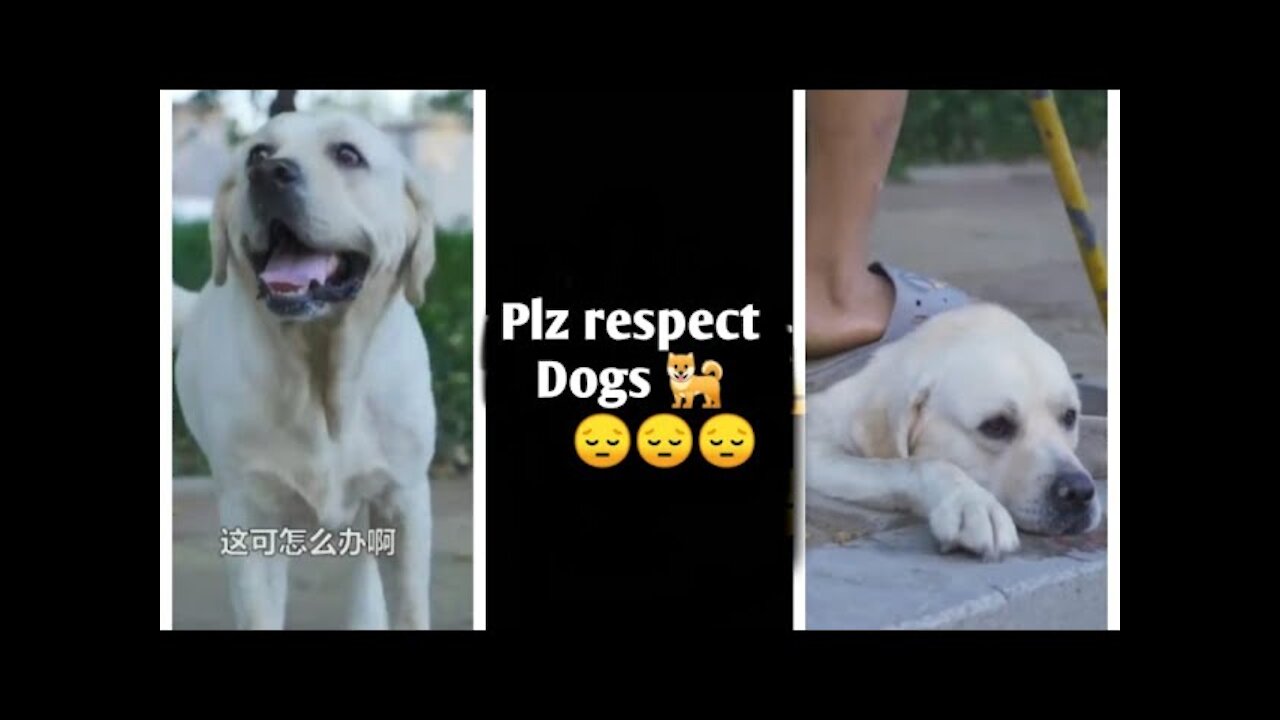 DOG SAVE BLIND MAN LIFE