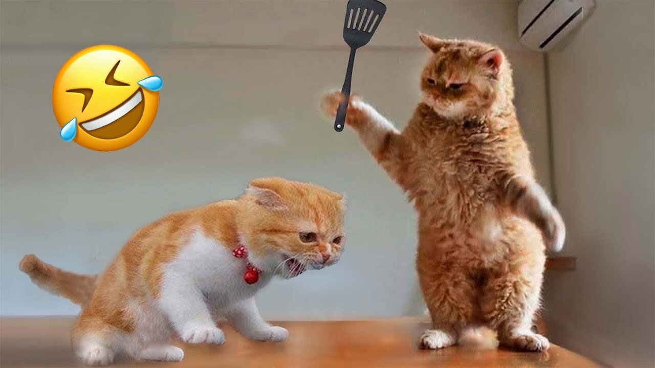 New Funny Animals 😂 Funniest Cats and Dogs 2023 😹🐶 Part 1