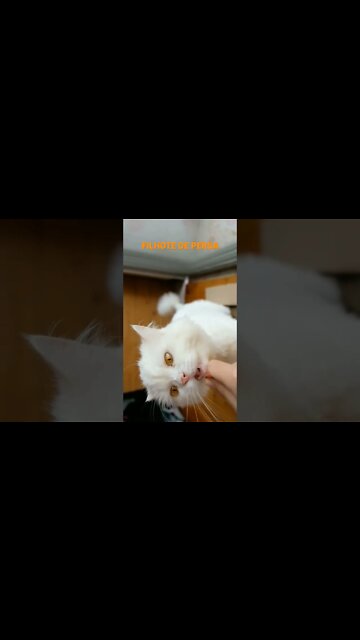 NO REINO DOS ANIMAIS.