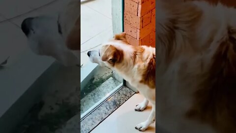 🤣🤣🤣🐈🐕🐱🐶